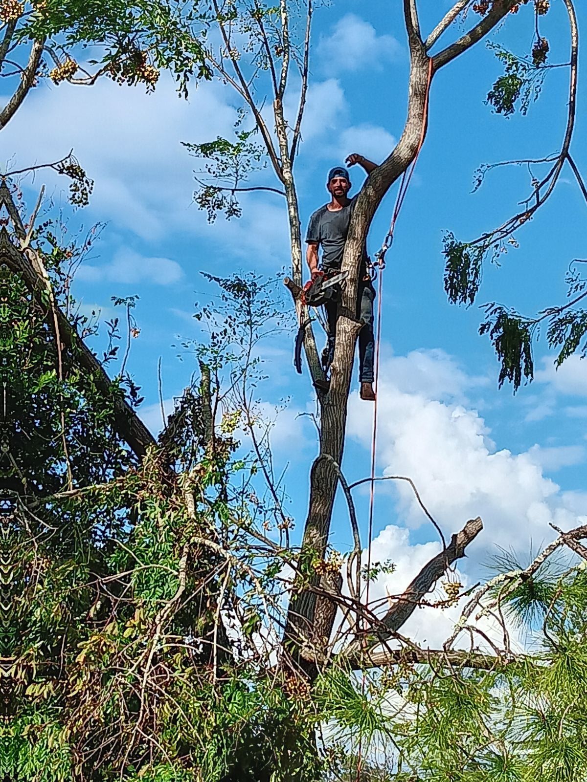 ACA Tree Care climber removing a large tree in Central Florida