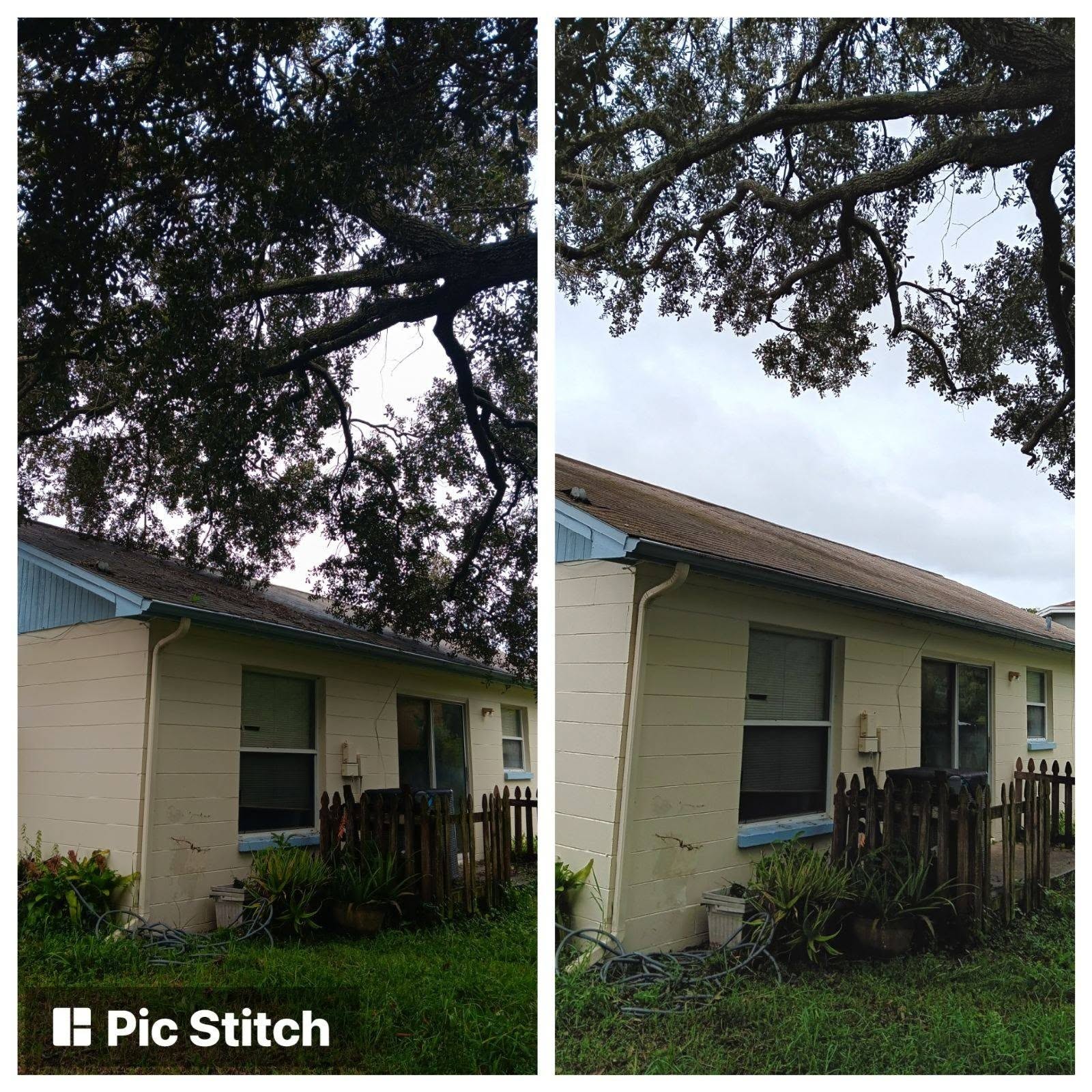 Before and after canopy trimming and lift over a residential roof