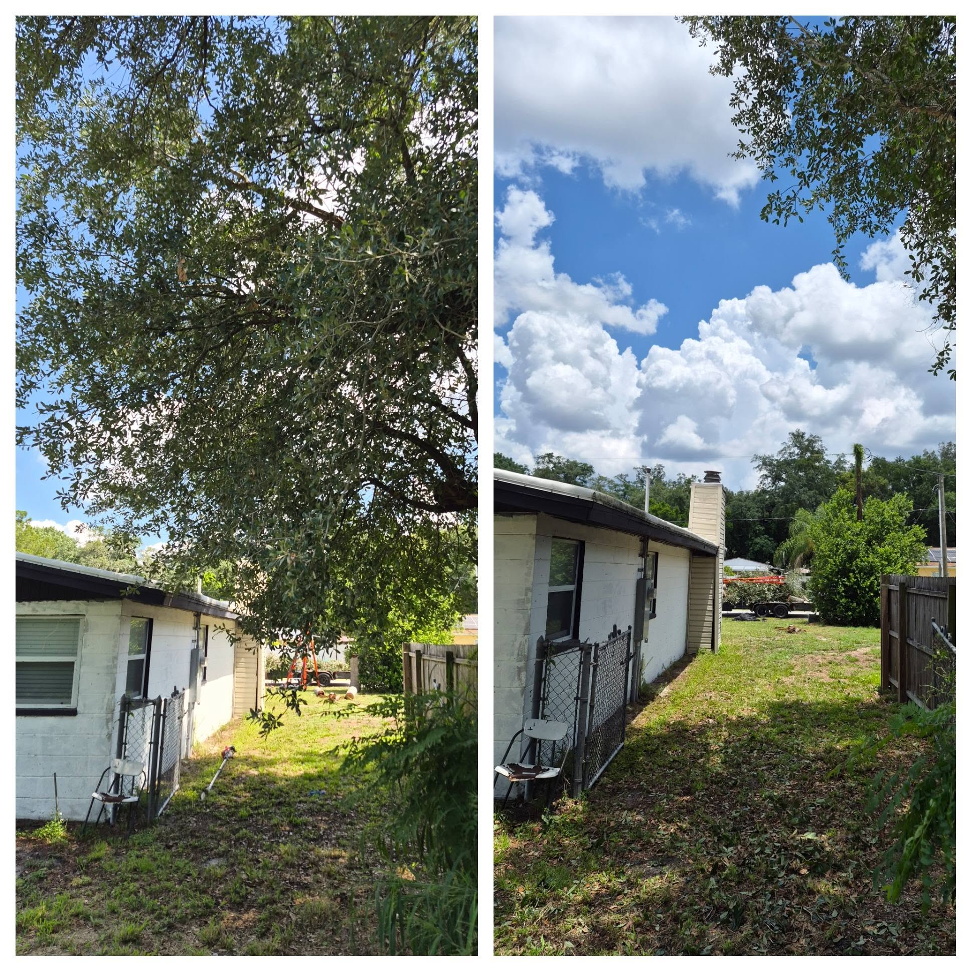 Before and after backyard tree removal with open sky
