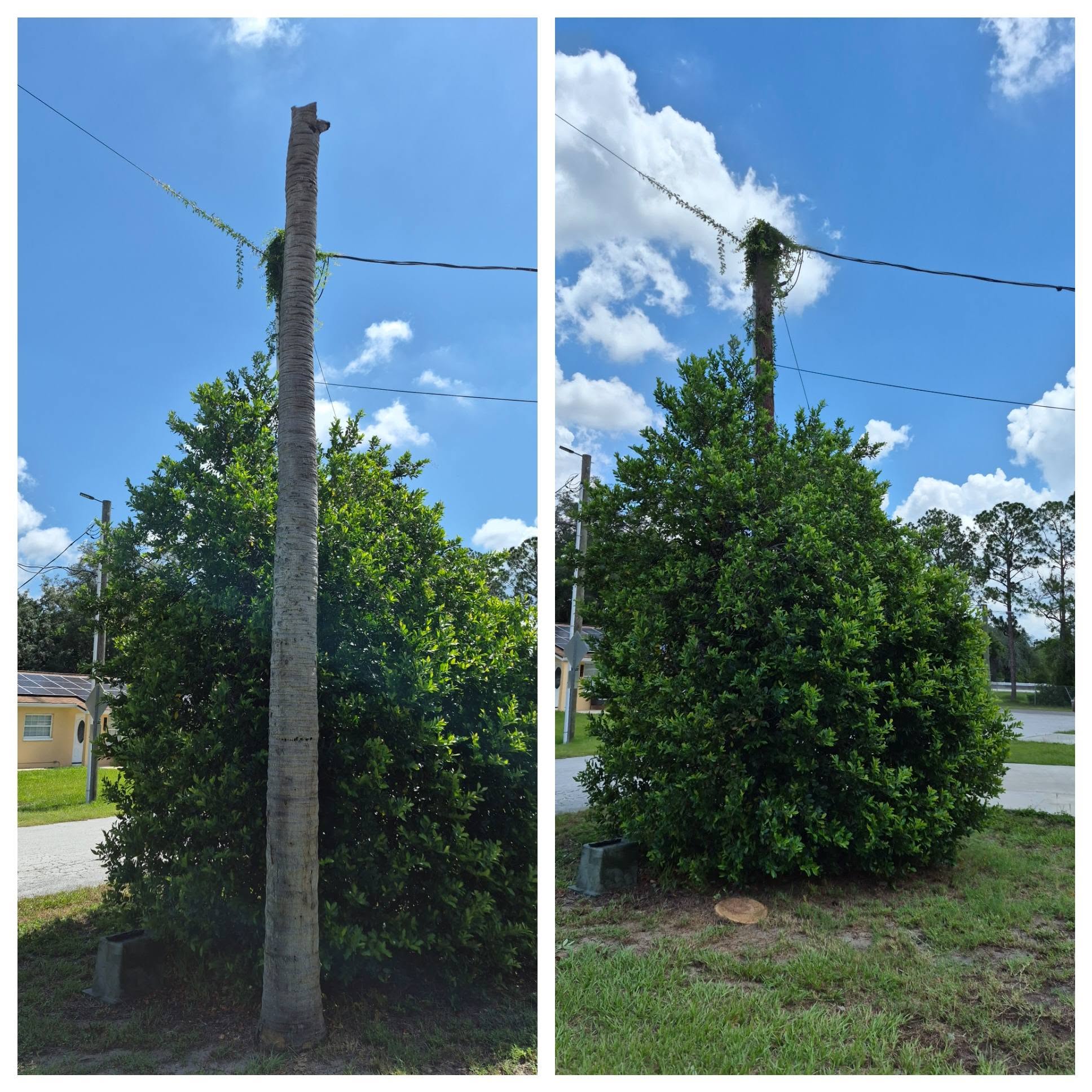 Before and after dead palm tree removal near power lines
