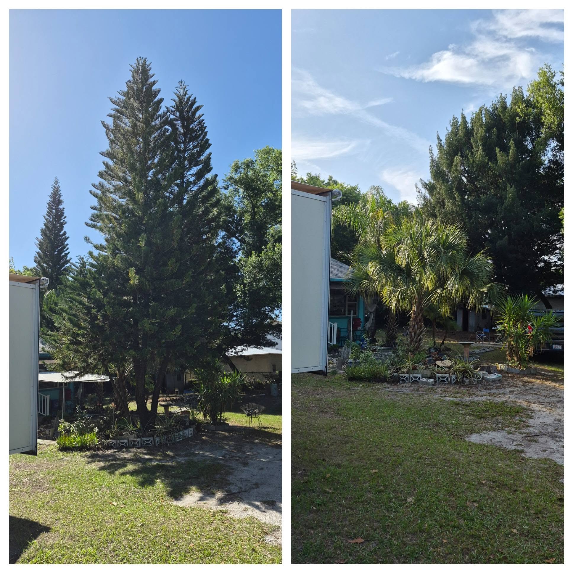 Before and after tall tree removal on a residential property