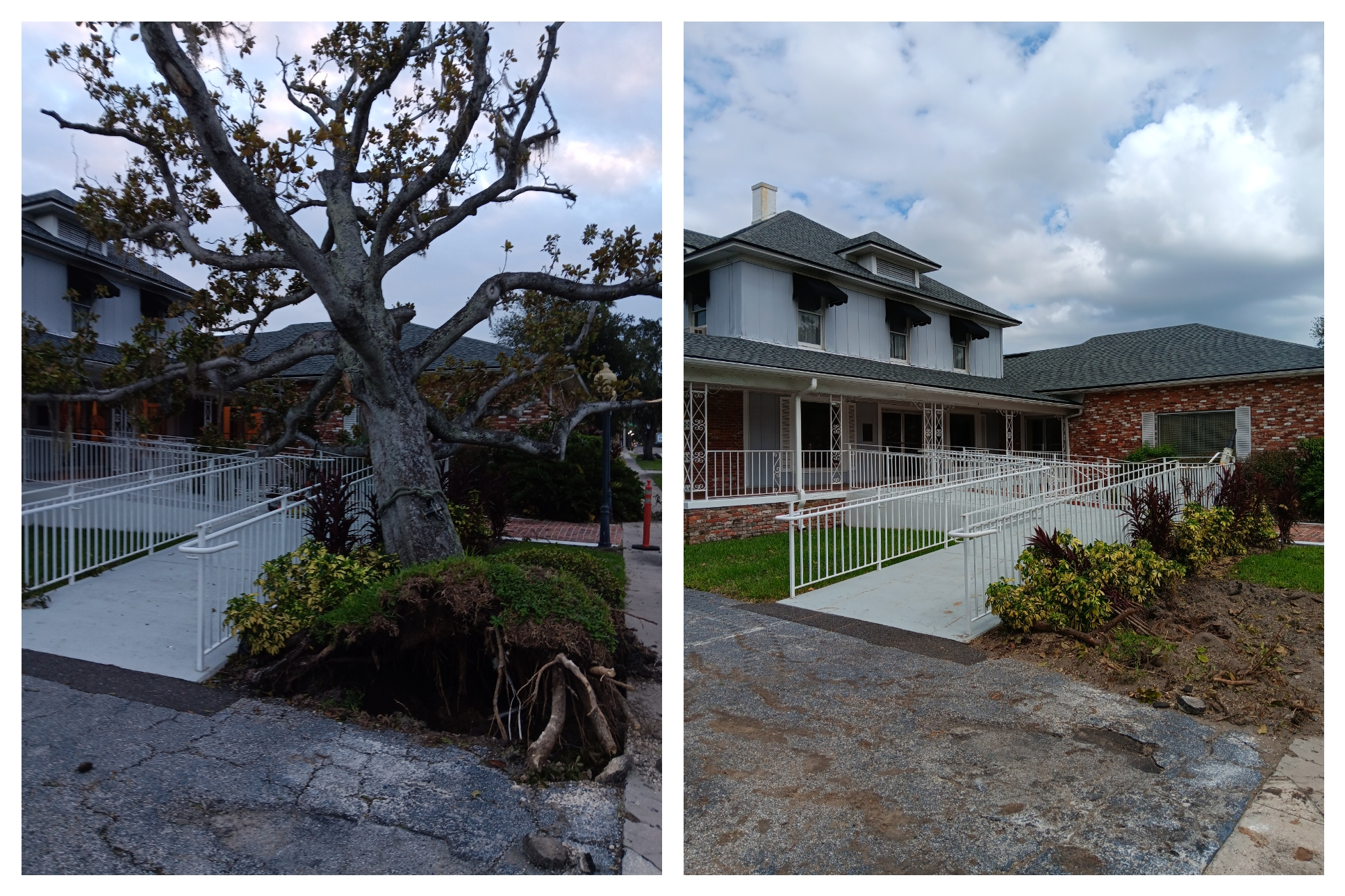 Before and after tree trimming and clearing on a residential property