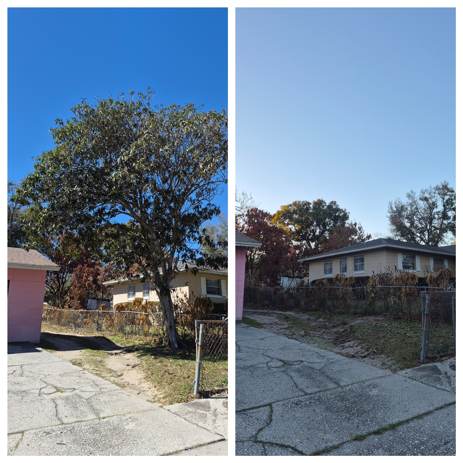 Before and after large tree removal in a backyard