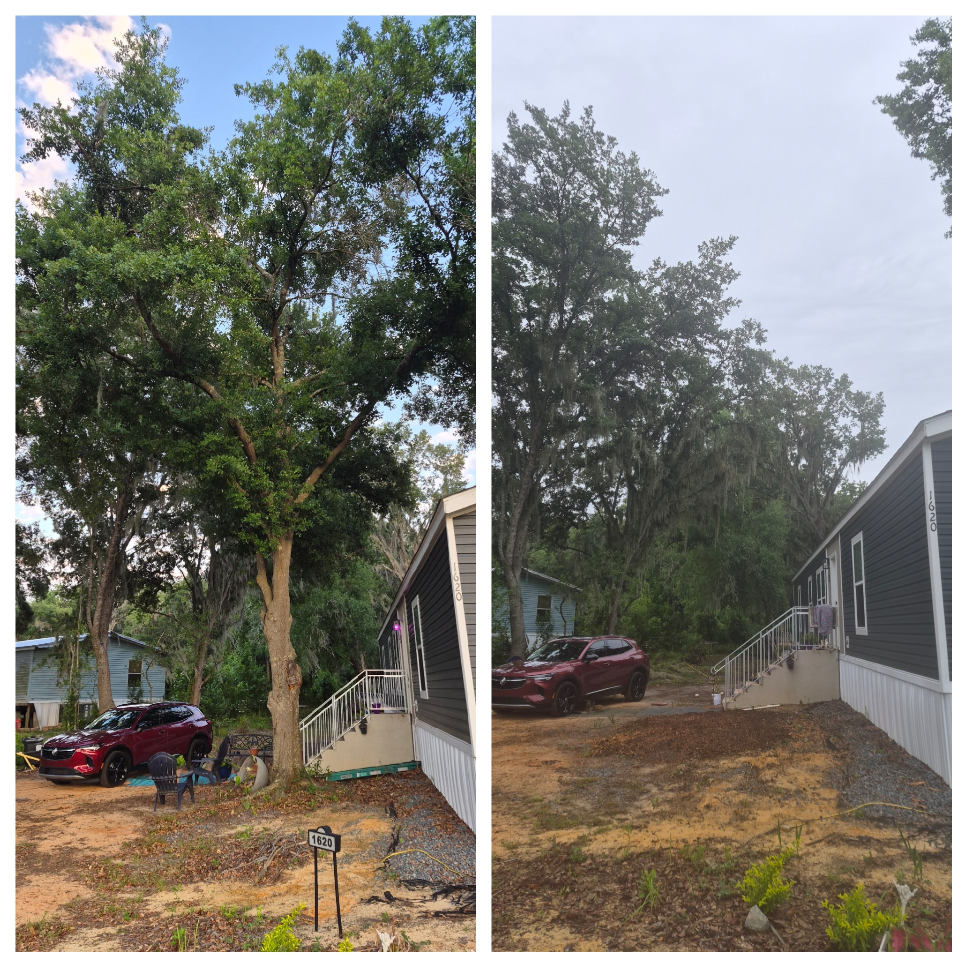 Before and after yard cleanup and tree work